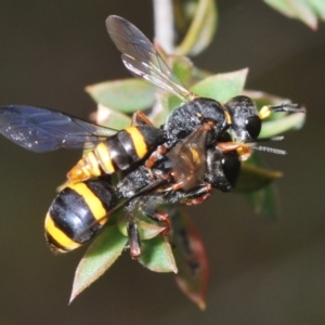 Williamsita sp. (genus) at Black Mountain - 8 Dec 2023