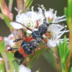 Obrida fascialis (One banded longicorn) at Canberra Central, ACT - 8 Dec 2023 by Harrisi