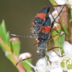 Obrida fascialis at Black Mountain - 8 Dec 2023