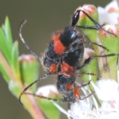 Obrida fascialis at Black Mountain - 8 Dec 2023