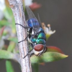 Rutilia (Chrysorutilia) formosa (A Bristle fly) at Black Mountain - 8 Dec 2023 by Harrisi