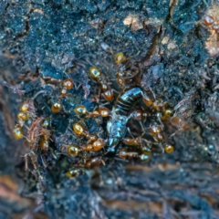 Unidentified Termite (superfamily Termitoidea) at Higgins Woodland - 6 Dec 2023 by Untidy