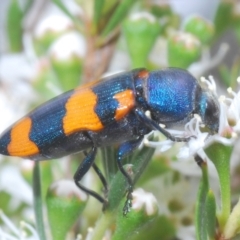 Castiarina klugii (Jewel beetle) at Black Mountain - 8 Dec 2023 by Harrisi