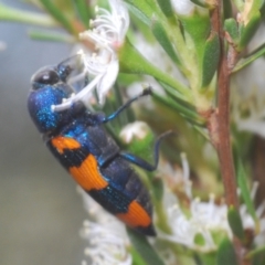 Castiarina klugii at Black Mountain - 8 Dec 2023