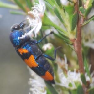 Castiarina klugii at Black Mountain - 8 Dec 2023