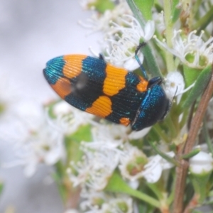 Castiarina klugii at Black Mountain - 8 Dec 2023