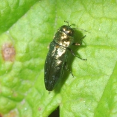 Aaaaba fossicollis (Raspberry jewel beetle) at Canberra Central, ACT - 8 Dec 2023 by Harrisi