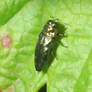 Aaaaba fossicollis at Black Mountain - 8 Dec 2023