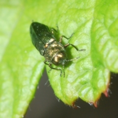 Aaaaba fossicollis at Black Mountain - 8 Dec 2023