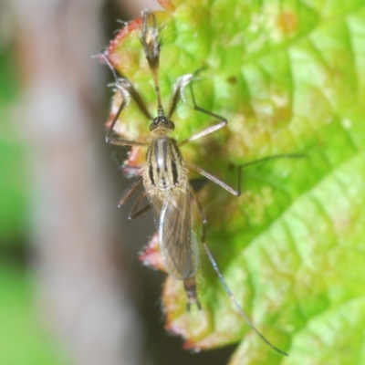 Unidentified Crane fly, midge, mosquito or gnat (several families) at Black Mountain - 8 Dec 2023 by Harrisi