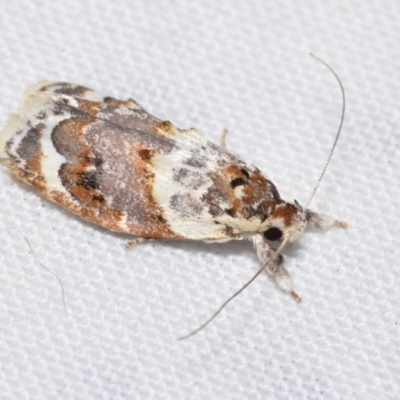 Piloprepes gelidella (A Concealer moth) at Jerrabomberra, NSW - 11 Dec 2023 by DianneClarke