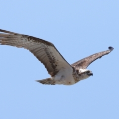 Pandion haliaetus (Osprey) at Point Lookout, QLD - 14 Nov 2023 by TimL