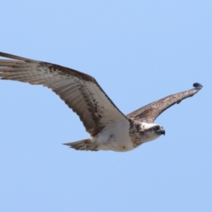 Pandion haliaetus at Point Lookout, QLD - 14 Nov 2023