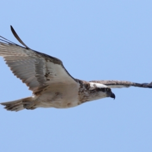 Pandion haliaetus at Point Lookout, QLD - suppressed