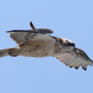 Pandion haliaetus at Point Lookout, QLD - suppressed