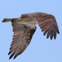 Pandion haliaetus at Point Lookout, QLD - 14 Nov 2023