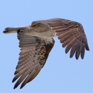 Pandion haliaetus at Point Lookout, QLD - 14 Nov 2023