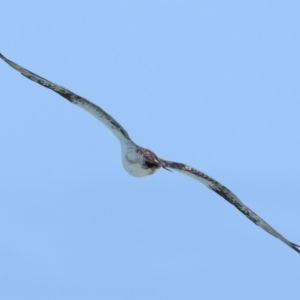 Pandion haliaetus at Point Lookout, QLD - suppressed