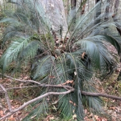 Macrozamia communis (Burrawang) at Broulee Moruya Nature Observation Area - 8 Dec 2023 by LisaH