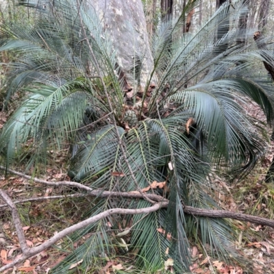 Macrozamia communis (Burrawang) at Moruya, NSW - 8 Dec 2023 by LisaH