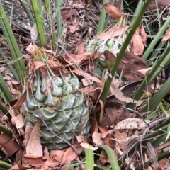 Macrozamia communis at Moruya, NSW - suppressed