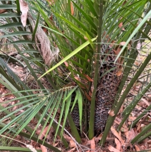 Macrozamia communis at Moruya, NSW - 8 Dec 2023