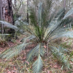 Macrozamia communis at Moruya, NSW - 8 Dec 2023