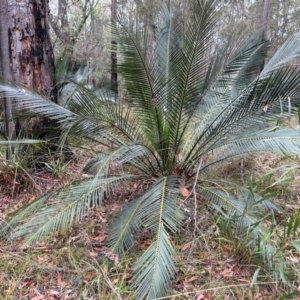 Macrozamia communis at Moruya, NSW - suppressed