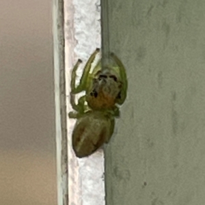 Opisthoncus sp. (genus) at Russell, ACT - 11 Dec 2023 02:02 PM