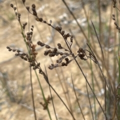 Juncus remotiflorus (A Rush) at Bendoura, NSW - 10 Dec 2023 by JaneR