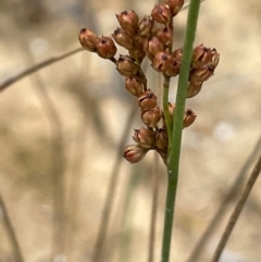 Juncus remotiflorus at QPRC LGA - 10 Dec 2023