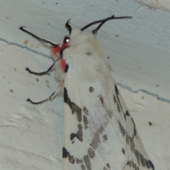 Ardices canescens at Pollinator-friendly garden Conder - 1 Oct 2023