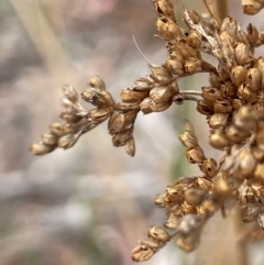 Juncus alexandri subsp. alexandri at QPRC LGA - 10 Dec 2023 by JaneR