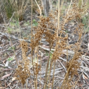 Juncus alexandri subsp. alexandri at QPRC LGA - 10 Dec 2023