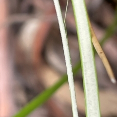 Juncus alexandri subsp. alexandri at QPRC LGA - 10 Dec 2023 03:31 PM