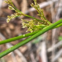 Juncus alexandri subsp. alexandri at QPRC LGA - 10 Dec 2023