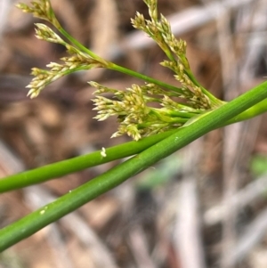 Juncus alexandri subsp. alexandri at QPRC LGA - 10 Dec 2023