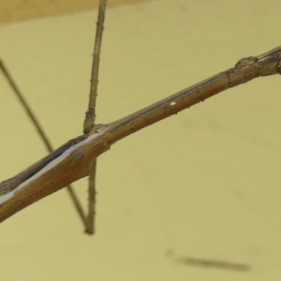 Ctenomorpha marginipennis at Braemar, NSW - 5 Dec 2023 by Curiosity