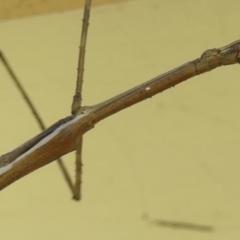 Unidentified Stick insect (Phasmatodea) at Wingecarribee Local Government Area - 5 Dec 2023 by Curiosity