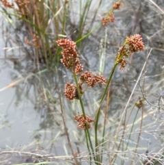 Juncus continuus at QPRC LGA - 10 Dec 2023 by JaneR