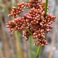 Juncus sp. at QPRC LGA - 10 Dec 2023