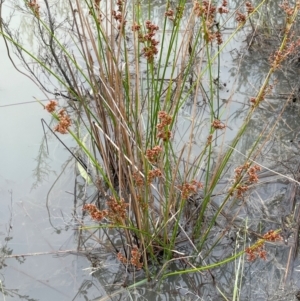 Juncus sp. at QPRC LGA - 10 Dec 2023