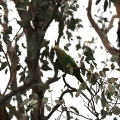 Polytelis swainsonii (Superb Parrot) at Cook, ACT - 11 Dec 2023 by Tammy