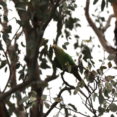 Polytelis swainsonii (Superb Parrot) at Cook, ACT - 10 Dec 2023 by Tammy