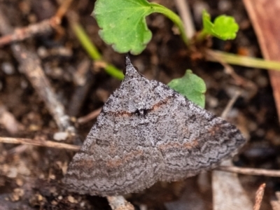 Dichromodes obtusata at Penrose - 10 Dec 2023 by Aussiegall