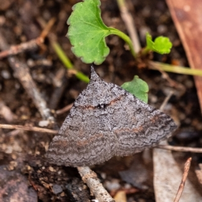 Unidentified Geometer moth (Geometridae) at Penrose - 10 Dec 2023 by Aussiegall