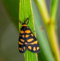 Asura lydia (Lydia Lichen Moth) at Penrose - 10 Dec 2023 by Aussiegall