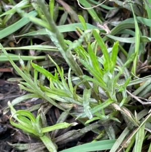 Coronidium gunnianum at QPRC LGA - 10 Dec 2023 01:49 PM