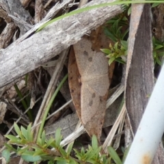 Epicyme rubropunctaria (Red-spotted Delicate) at QPRC LGA - 10 Dec 2023 by Paul4K