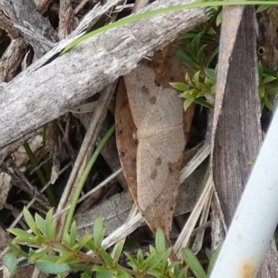 Epicyme rubropunctaria (Red-spotted Delicate) at Boro - 10 Dec 2023 by Paul4K